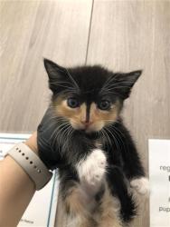 Shelter Stray Female Cat last seen Near BLOCK E SUSSEX WAY, FRESNO CA 93726 3958, 5277 E Airways Blvd, Fresno, CA 93727, USA