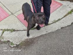 Shelter Stray Male Dog last seen Near BLOCK 52ND ST, DETROIT, MI 48210, 7401 Chrysler Dr, Detroit, MI 48211, USA