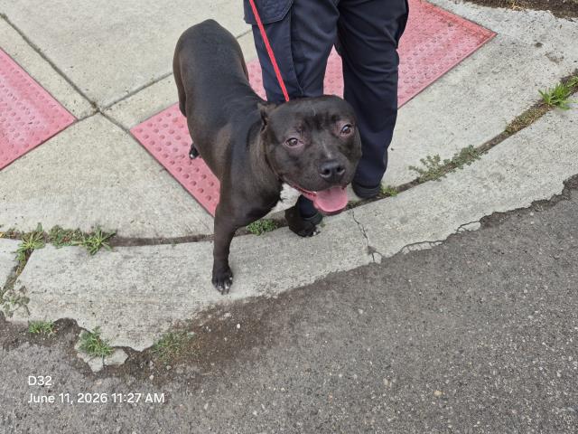 Shelter Stray Male Dog last seen Near BLOCK 52ND ST, DETROIT, MI 48210, 7401 Chrysler Dr, Detroit, MI 48211, USA