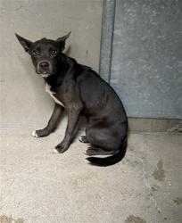 Shelter Stray Female Dog last seen Near BLOCK 7TH ST, 333 Chandler Pl, San Bernardino, CA 92408, USA