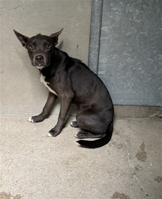 Shelter Stray Female Dog last seen Near BLOCK 7TH ST, 333 Chandler Pl, San Bernardino, CA 92408, USA