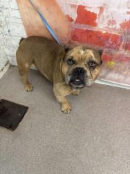 Shelter Stray Male Dog last seen Near BLOCK E. HOME ST, 333 Chandler Pl, San Bernardino, CA 92408, USA