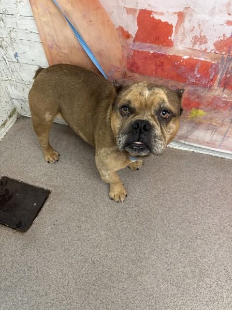 Shelter Stray Male Dog last seen Near BLOCK E. HOME ST, 333 Chandler Pl, San Bernardino, CA 92408, USA