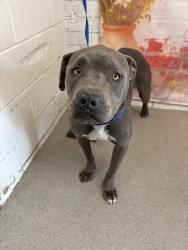 Shelter Stray Male Dog last seen Near BLOCK E. HOME ST, 333 Chandler Pl, San Bernardino, CA 92408, USA