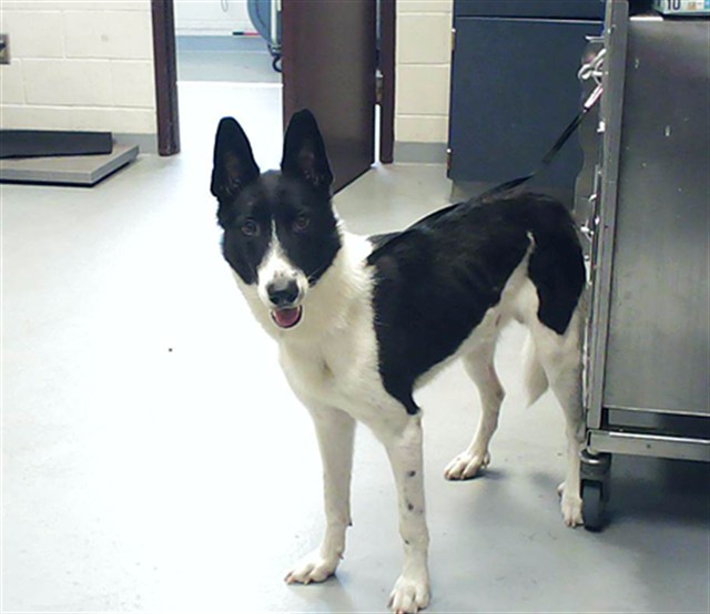 Shelter Stray Male Dog last seen Near RAVENHILL DR, FAYETTEVILLE NC 28303, 4704 Corporation Dr, Fayetteville, NC 28306, USA