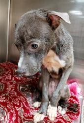 Shelter Stray Male Dog last seen BERKELEY PARK,63134, 10521 Baur Blvd, Olivette, MO 63132, USA