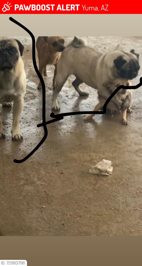 Lost Unknown Dog last seen Near W 33rd St Yuma, AZ  85365 United States, Yuma, AZ 85365