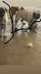 Lost Unknown Dog last seen Near W 33rd St Yuma, AZ  85365 United States, Yuma, AZ 85365