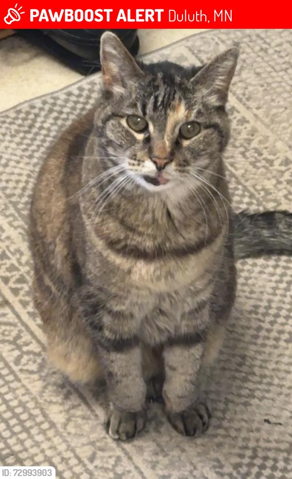 Lost Female Cat last seen E 8th st & N 6th ave, Duluth, MN 55805