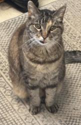 Lost Female Cat last seen E 8th st & N 6th ave, Duluth, MN 55805