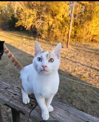 Lost Male Cat last seen Arizona Lane, Huntsville, TX 77320