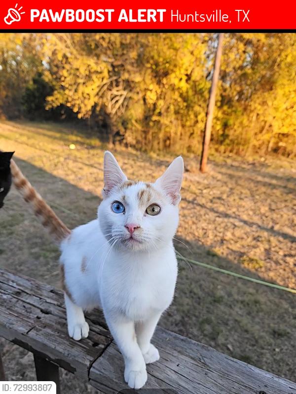 Lost Male Cat last seen Arizona Lane, Huntsville, TX 77320