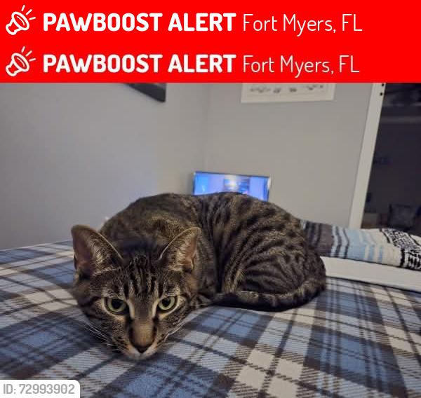 Lost Female Cat last seen Crystal Lakes Mobile Homes Park, Fort Myers, FL 33905