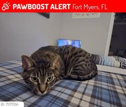 Lost Female Cat last seen Crystal Lakes Mobile Homes Park, Fort Myers, FL 33905