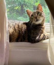 Lost Male Cat last seen Sterling Woods , Danbury, CT 06811