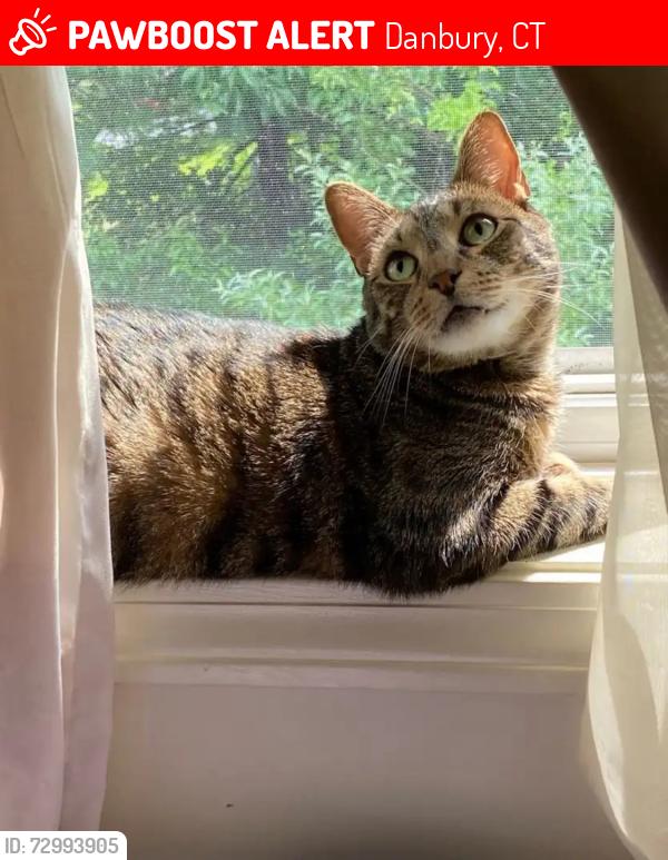 Lost Male Cat last seen Sterling Woods , Danbury, CT 06811