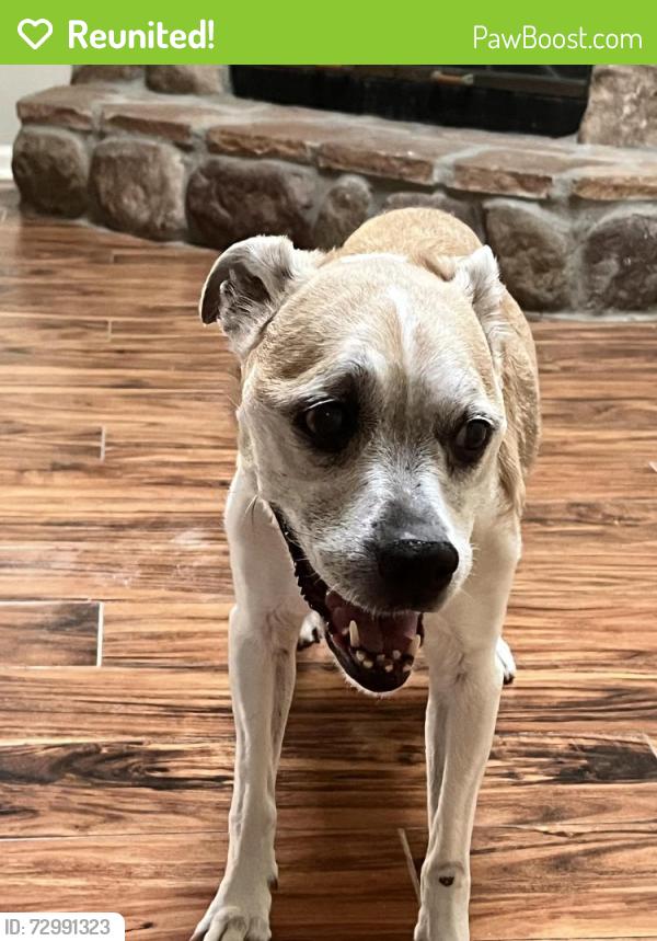 Reunited Female Dog last seen Featherwood Dr S and Windrift Lane, Jacksonville, FL 32233