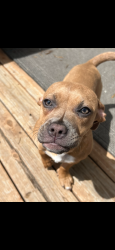 Reunited Female Dog last seen 1000E 11500 south, Sandy, UT 84094