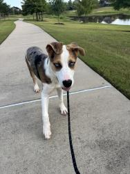 Found/Stray Female Dog last seen FM 1093, Cinco Ranch, TX 77450