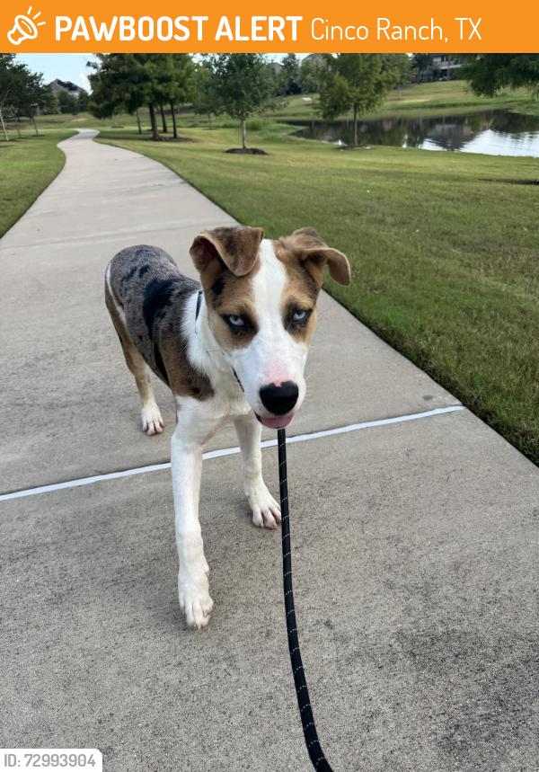 Found/Stray Female Dog last seen FM 1093, Cinco Ranch, TX 77450