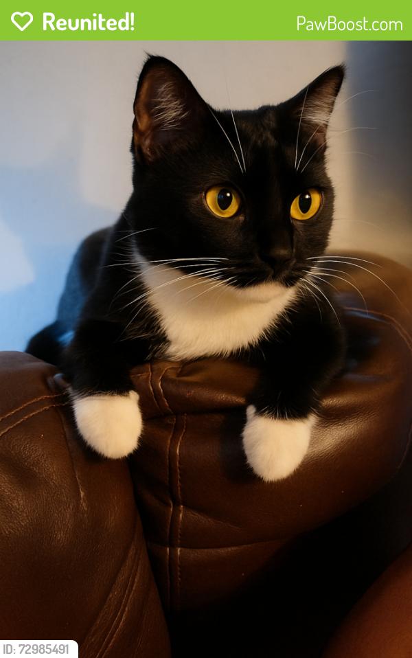 Reunited Female Cat last seen Reseda Blvd & Arminta, Los Angeles, CA 91335