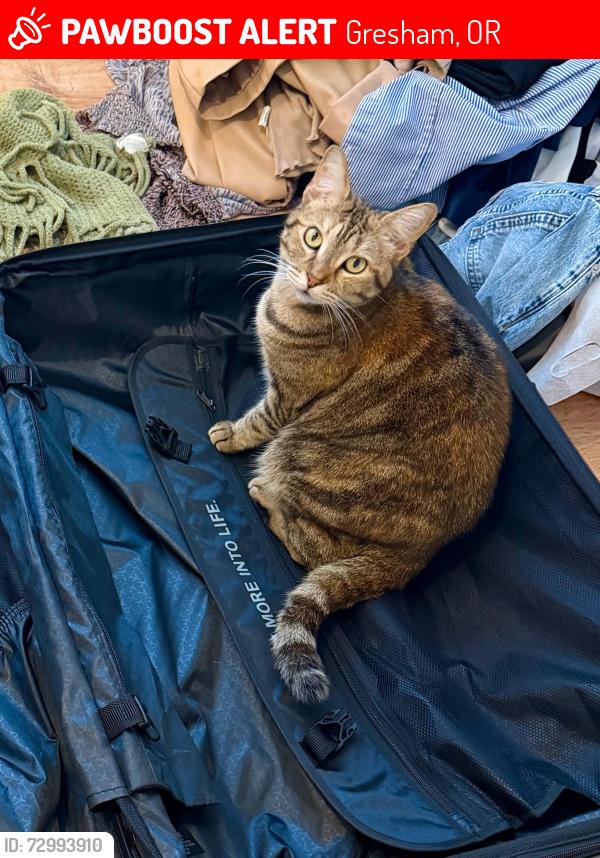 Lost Female Cat last seen Right in front of White’s Country Meats , Gresham, OR 97080