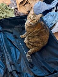 Lost Female Cat last seen Right in front of White’s Country Meats , Gresham, OR 97080