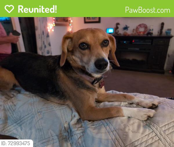 Reunited Female Dog last seen Blossum and Flamingo, Sebastian, FL 32958