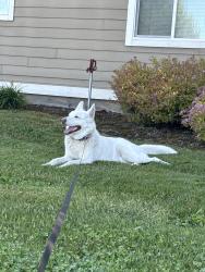 Found/Stray Male Dog last seen Near woodland ave, Centralia, WA 98531
