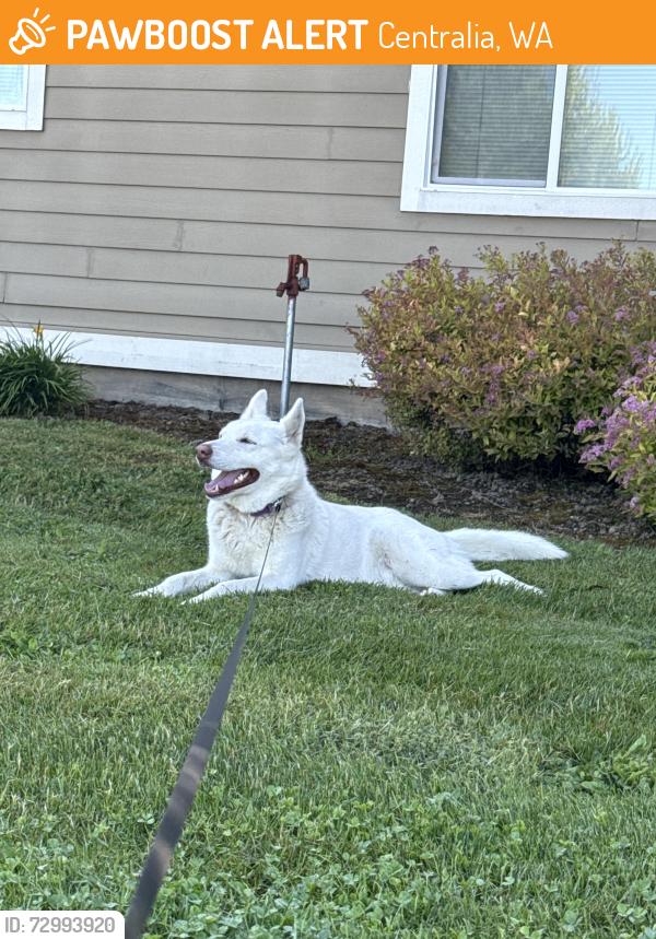 Found/Stray Male Dog last seen Near woodland ave, Centralia, WA 98531
