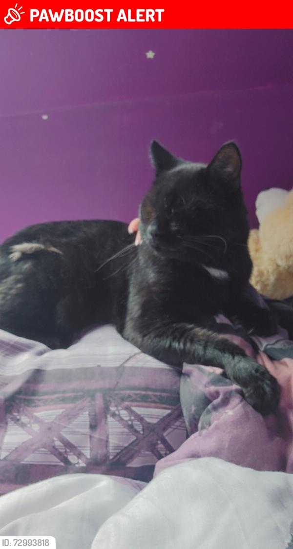Lost Male Cat last seen Kirton road , South Yorkshire, England S4