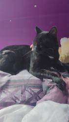 Lost Male Cat last seen Kirton road , South Yorkshire, England S4