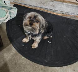 Lost Male Dog last seen Cascade Canyon Trl and Battle Mountain in the Trails of Marine Creek Neighborhood , Fort Worth, TX 76179