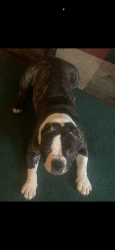 Reunited Male Dog last seen Sycamore school rd and Natalie dr, Fort Worth, TX 76133