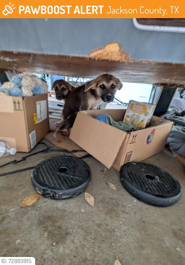 Found/Stray Female Dog last seen Near 1683, Jackson County, TX 77962