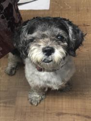 Reunited Male Dog last seen Near Atlantic Ave, Long Beach, CA 90805, USA, Long Beach, CA 90805