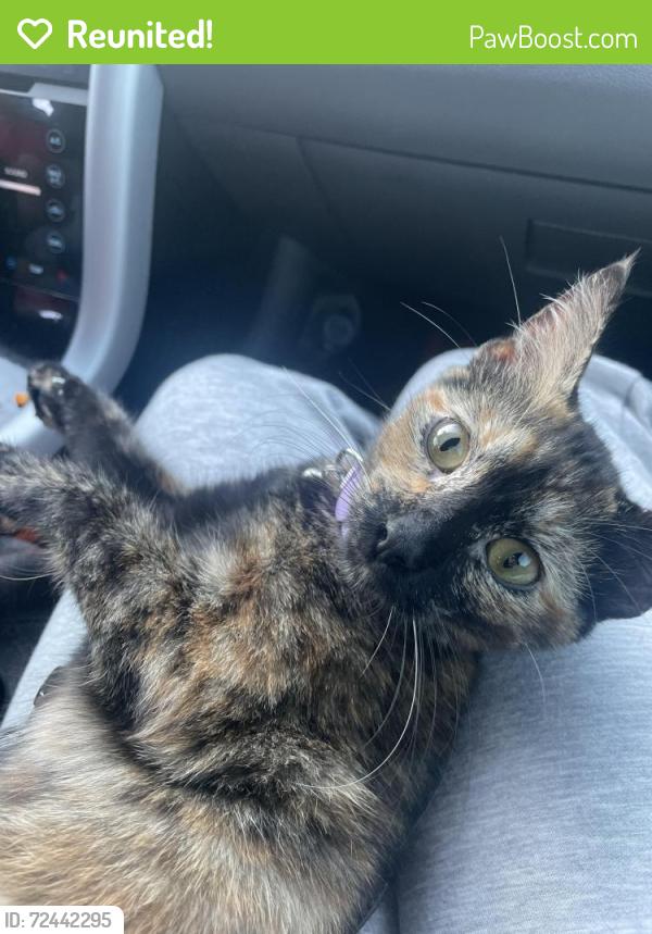 Reunited Female Cat last seen Near E South St, Long Beach, CA 90805, USA, Long Beach, CA 90805