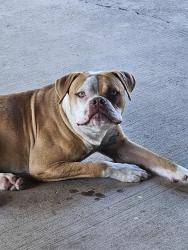 Found/Stray Male Dog last seen Pandana st, Brownsville, TX 78520
