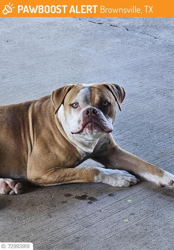 Found/Stray Male Dog last seen Pandana st, Brownsville, TX 78520