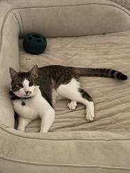 Reunited Male Cat last seen Near Devinney Way , Arvada, CO 80004
