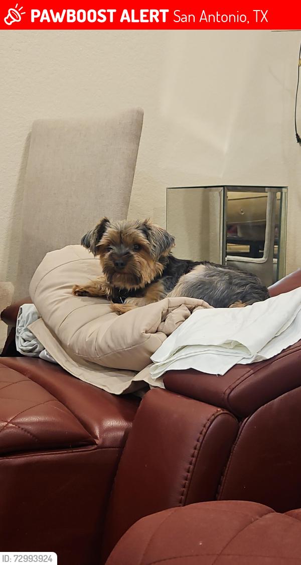 Lost Male Dog last seen Babcock & Louis Pasteur, San Antonio, TX 78229