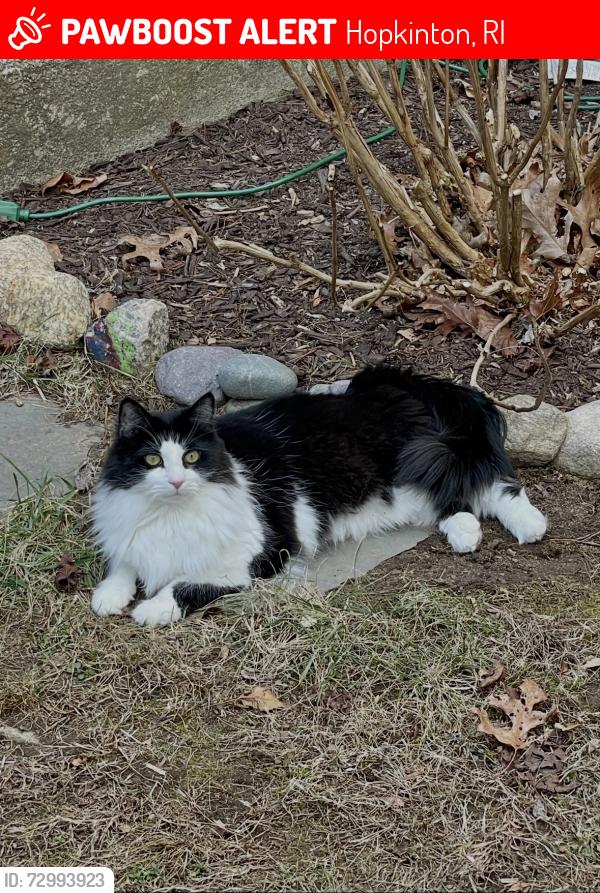 Lost Male Cat last seen Woody Hill Rd/ Dye Hill Rd/ Whispering Pines Campground, Hopkinton, RI 02832