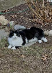 Lost Male Cat last seen Woody Hill Rd/ Dye Hill Rd/ Whispering Pines Campground, Hopkinton, RI 02832