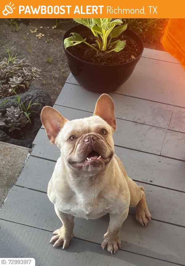 Rehomed Male Dog last seen Thompson Rd & Pecan Ave by the YMCA, Richmond, TX 77469