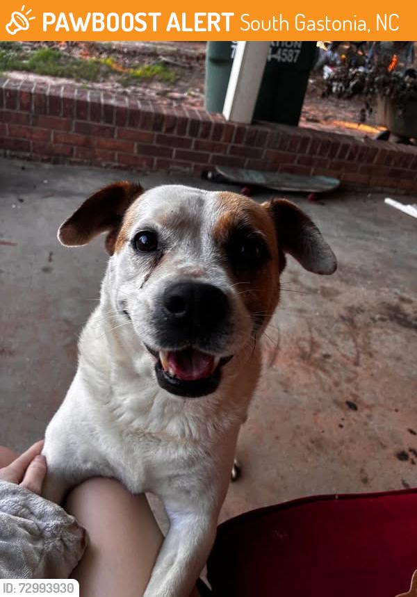 Found/Stray Female Dog last seen Chapel Grove, South Gastonia, NC 28052