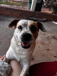 Found/Stray Female Dog last seen Chapel Grove, South Gastonia, NC 28052