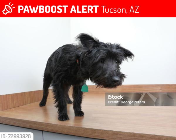 Lost Female Dog last seen Pantano, Tucson, AZ 85748