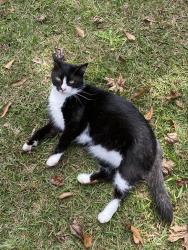 Lost Male Cat last seen Hunters Crossing ln and Edmonson rd in Monroe ga, Monroe, GA 30656