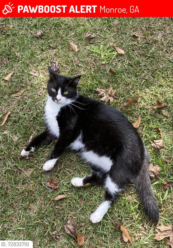 Lost Male Cat last seen Hunters Crossing ln and Edmonson rd in Monroe ga, Monroe, GA 30656