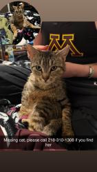Reunited Female Cat last seen Doyle apmts, Minneapolis, MN 55414